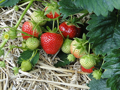 strawberries-red-sweet-plant-thumb.jpg