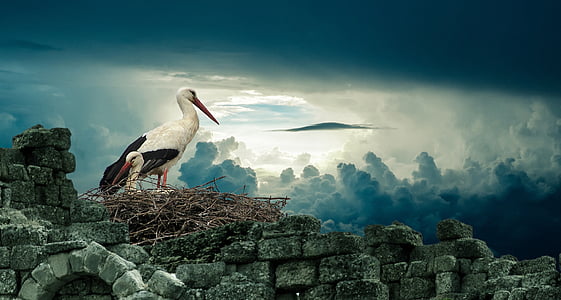 stork-nest-bird-nature-thumb.jpg