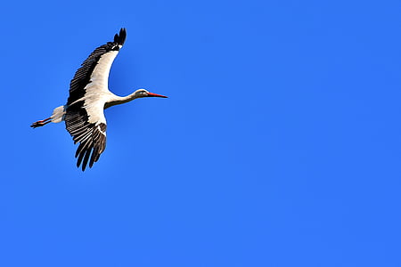 stork-fly-wing-birds-thumb.jpg