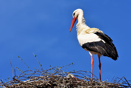 stork-bird-fly-plumage-thumb.jpg