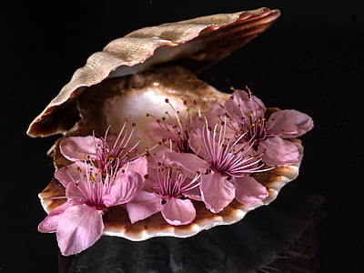 still-life-shell-close-up-blossom-thumb.jpg