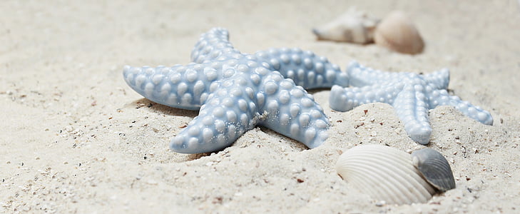 starfish-mussels-sand-porcelain-thumb.jpg