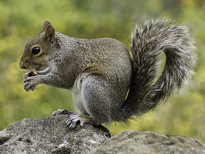 squirrel-wildlife-nature-animal-thumb.jpg