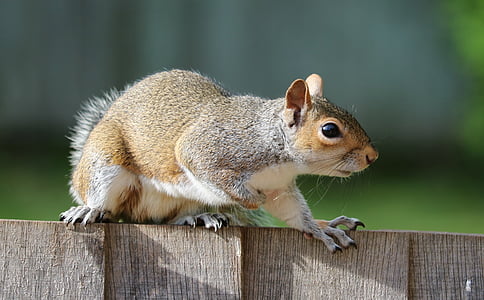 squirrel-grey-brown-fur-thumb.jpg