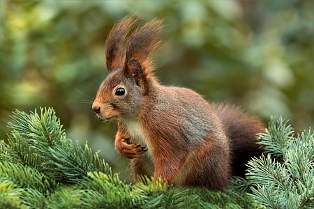 squirrel-attention-ears-cute-thumb.jpg