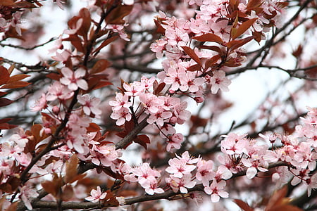 spring-picnic-flowers-pink-thumb.jpg