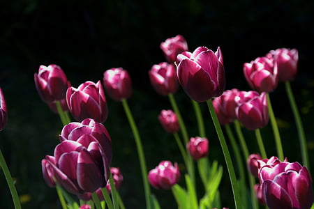 spring-flower-tulips-nature-thumb.jpg
