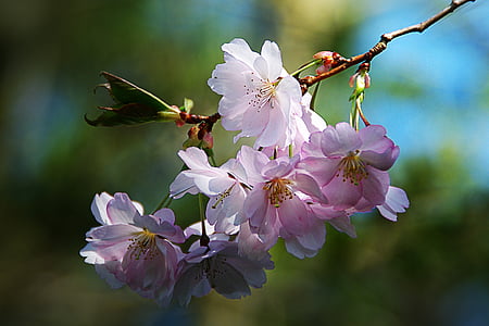 spring-flower-tree-nature-pink-thumb.jpg