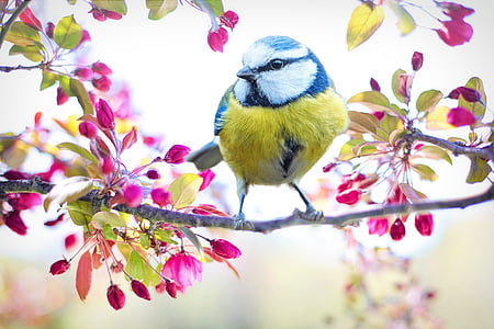 spring-bird-bird-spring-blue-thumb.jpg