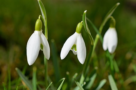 snowdrop-flowers-spring-signs-of-spring-thumb.jpg