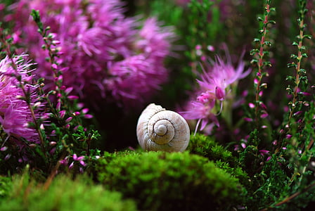 snail-shell-mollusk-close-thumb.jpg