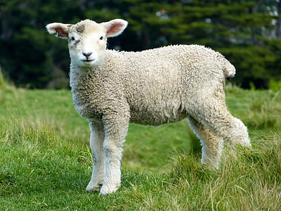 sheep-white-lambs-goats-thumb.jpg