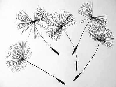 seeds-dandelion-flower-pointed-flower-thumb.jpg