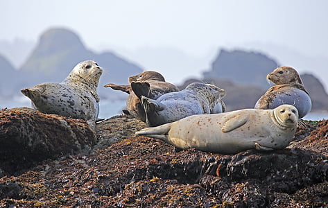 seals-resting-rock-ocean-thumb.jpg