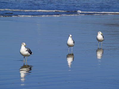 seagulls-beach-water-ocean-thumb.jpg