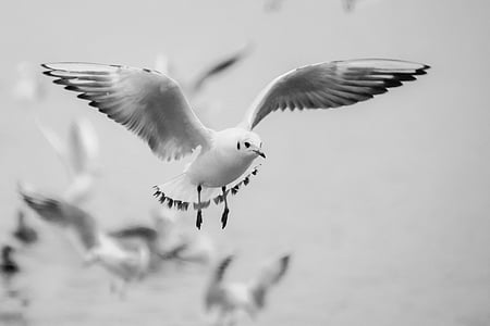 seagull-flight-bird-beach-thumb.jpg