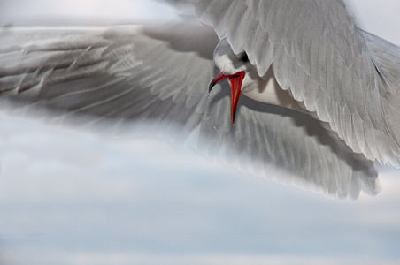 seagull-bird-close-water-bird-thumb.jpg
