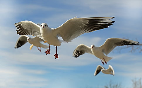 seagull-bird-animal-fly-thumb.jpg