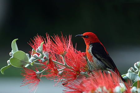 scarlet-honeyeater-bird-red-feathers-thumb.jpg