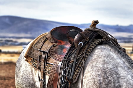 saddle-horse-cowboy-western-thumb.jpg