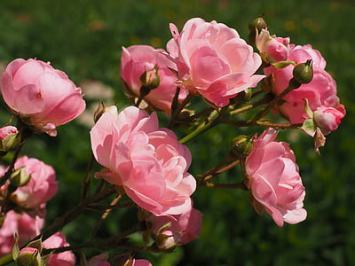 roses-rosebush-pink-garden-roses-thumb.jpg