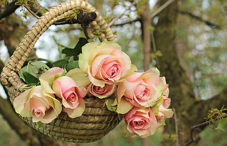 roses-noble-roses-basket-tree-thumb.jpg