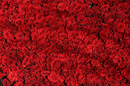 rose-roses-flowers-red-thumb.jpg