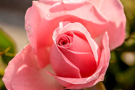 rose-rose-bloom-flower-blossom-thumb.jpg
