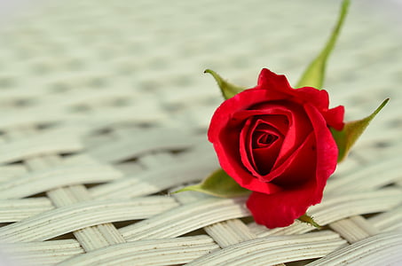 rose-red-rose-romantic-rose-bloom-thumb.jpg