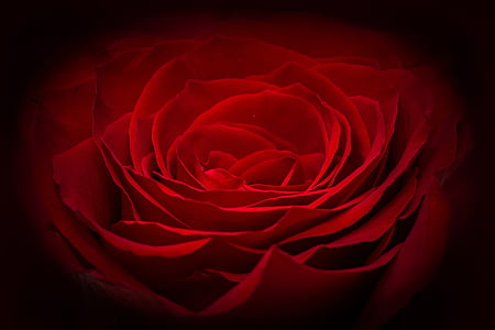 rose-red-rose-red-flower-thumb.jpg