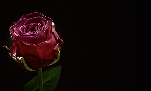 rose-red-rose-bloom-flower-thumb.jpg