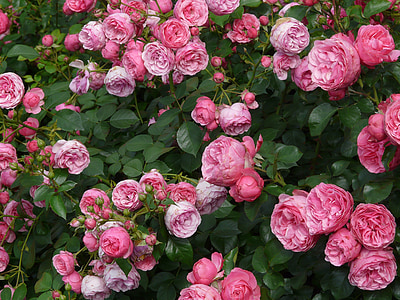 rose-pink-rose-flower-roses-thumb.jpg