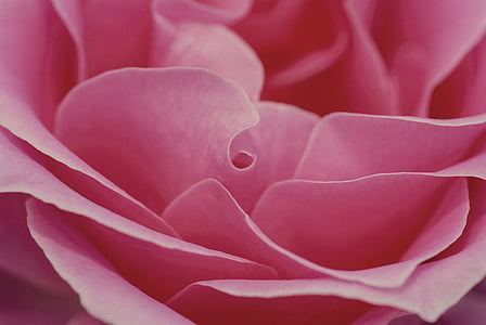 rose-pink-romance-love-thumb.jpg