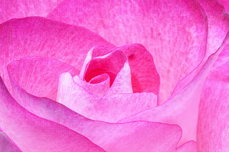 rose-pink-family-rose-family-thumb.jpg