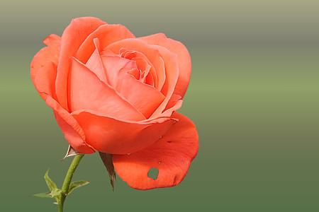 rose-orange-salmon-rose-blooms-thumb.jpg