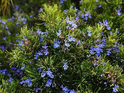 rosemary-flowers-blue-violet-thumb.jpg