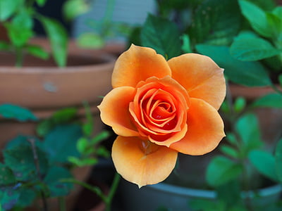 rose-huang-plant-thumb.jpg