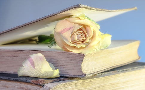 rose-book-old-book-blossom-thumb.jpg