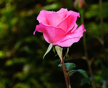 rose-blossom-bloom-pink-thumb.jpg