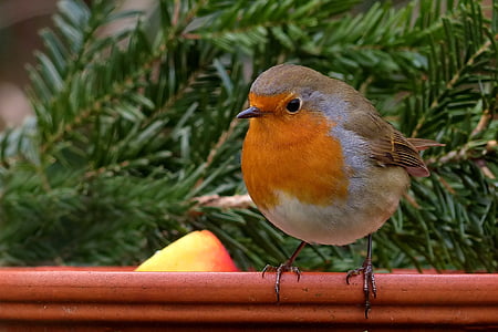 robin-bird-songbird-garden-thumb.jpg