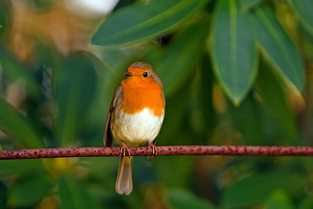 robin-bird-red-robin-feathered-thumb.jpg
