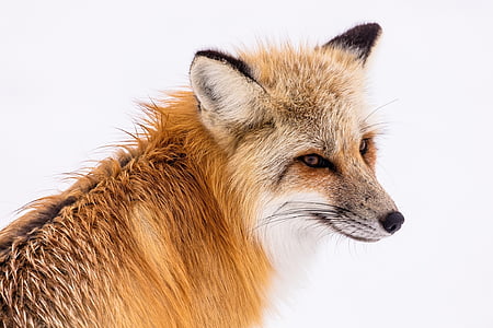 red-fox-wildlife-snow-winter-thumb.jpg