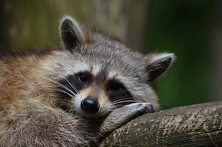 raccoon-bear-zoo-saeugentier-thumb.jpg