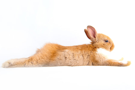 rabbit-hare-easter-white-thumb.jpg