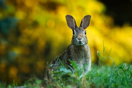 rabbit-hare-animal-wildlife-thumb.jpg