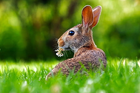 rabbit-hare-animal-cute-thumb.jpg