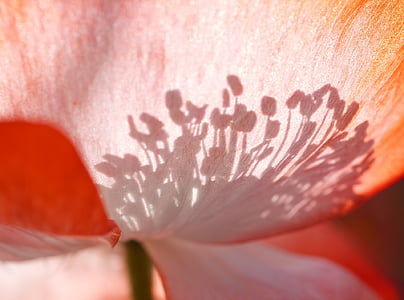 poppy-shadow-play-shadow-back-light-thumb.jpg