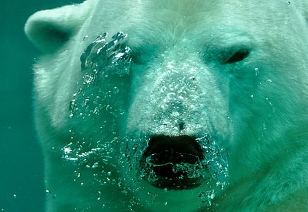 polar-bear-the-bear-water-thumb.jpg