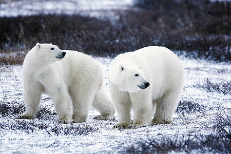 polar-bears-wildlife-snow-nature-thumb.jpg