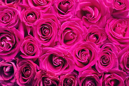 pink-roses-roses-background-backdrop-thumb.jpg